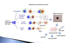 Natural Killer cell cytotoxicity against Medulloblastoma – Video abstract 458278 [upl. by Robbie207]