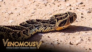 What Makes Puff Adders So Deadly  The Venomous 5 [upl. by Alvord]