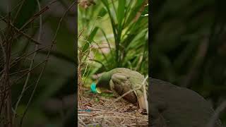 while the Bowerbird female are species have bright goldenyellow green andblackviralshortvideo [upl. by Inaoj]