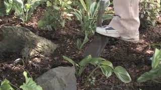 How to Grow LilyoftheValley Convallaria Majalis [upl. by Sil]