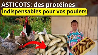 comment produire des asticots chez vous à la maison [upl. by Piper]