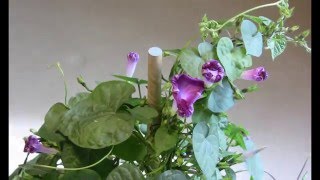 Time lapse of a morning glory openingclosing [upl. by Musette904]