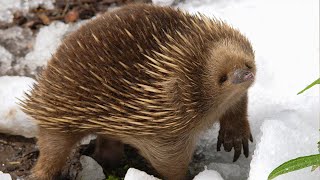 What In The World Is An Echidna  Survival of the Weirdest  Love Nature [upl. by Lanni]