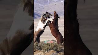 Wild horses fighting🐎😱  horse fighting animals viral video shorts [upl. by Lipfert]