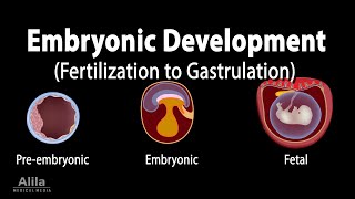 Embryology from Fertilization to Gastrulation Animation [upl. by Edijabab312]