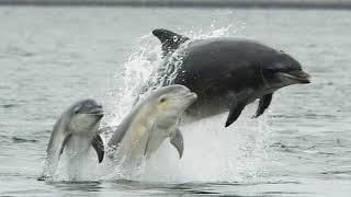 Facts The Bottlenose Dolphin [upl. by Emorej]