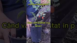 Fructifica Curmalul Chinezesc  Ziziphus jujuba din anul doi de la plantare sau nu [upl. by Riocard]