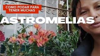 ASTROMELIAS CÓMO PODARLAS PARA SIEMPRE TENER MUCHAS FLORES [upl. by Siuluj]