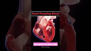 How the Human Heart REALLY Worksheart heartphysiology viralvideo shorts [upl. by Tijnar651]