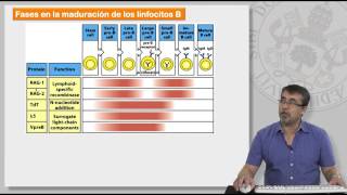 85 MECANISMOS DE GENERACIÓN DE LA DIVERSIDAD DE LINFOCITOS T Y B [upl. by Saucy]