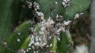 Mealybug HORROR at the Botanic Gardens [upl. by Anirtep]