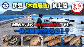 【24年8月末】伊豆で釣り沼津の『木負堤防（きしょうていぼう）』でファミリーフィッシングに挑戦！魚種が豊富で家族大満足♪2024年8月下旬 [upl. by Akerdnuhs512]