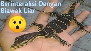 Cara Menjinakkan Dan Memberi Makan Biawak Liar [upl. by Adina167]