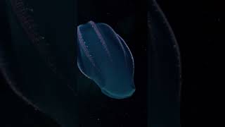 Beroe abyssicola–pelagic ctenophore Берое абиссикола–пелагический гребневик [upl. by Peednama]