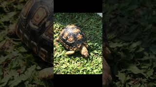 South African Leopard Tortoise Hatchling [upl. by Retsek225]