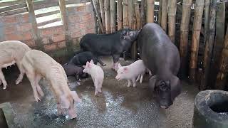 Pig farming Bongaigaon Assam [upl. by Bakeman858]