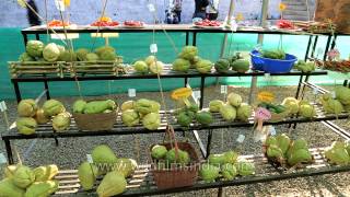 Naga Pear squash at the Horticulture Competition Nagaland [upl. by Redle]