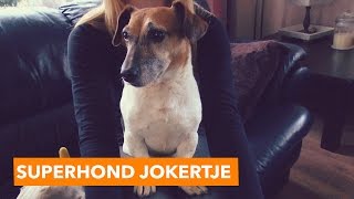 Superhond Jokertje  PaardenpraatTV [upl. by Nasah]