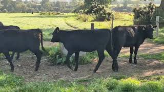 Quality Aberdeen Angus Heifers for sale [upl. by Sigismund]