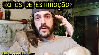 Como é ter um rato de estimação [upl. by Raynard]