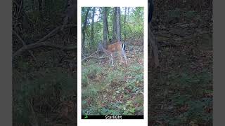 Damhirsch frisst Müll wildkamera wildlife deer trailcam [upl. by Stuppy985]