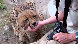 Bonding with Bullet the Cheetah [upl. by Hendrickson539]