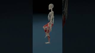 Excessive Gait 3d anatomy animation [upl. by Aisetra635]