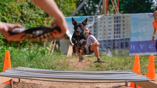 Patterdale terrier Aleks Pitbull show DOGWILLE 2021 [upl. by Gerry]