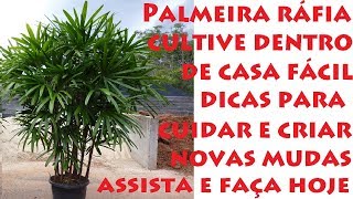 Ráfia Tenha essa planta dentro de casa como cuidar e criar novas mudas [upl. by Thagard]