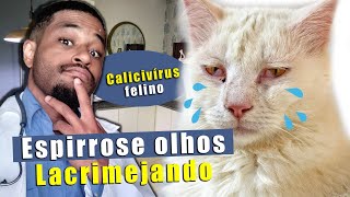 Gato espirrando olhos lacrimejando  calicivírus felino Tratamos assim [upl. by Hbaruas536]