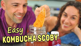 Making a Kombucha Scoby from Scratch SPOILER Its super easy [upl. by Gerrit]