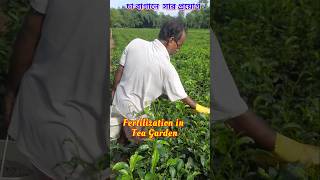 চা বাগানে সার প্রয়োগ। Fertilizer Application in Tea Garden tea manuring fertilization [upl. by Sang]