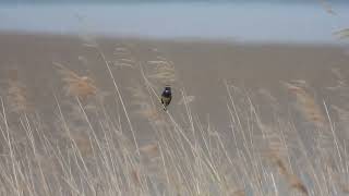 Bluethroat  Slimbridge Glos  25th May 2023 [upl. by Dustman674]