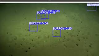 Automatic detection of Nephrops and burrows in streaming [upl. by Lenno]