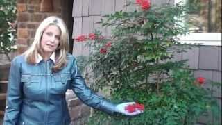 How to Prune Nandina Domestica [upl. by Yelrahs]