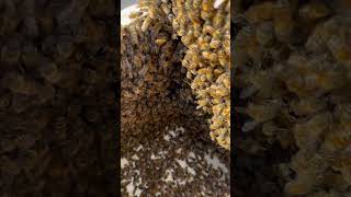 satisfying bee asmr food diy yt oddlysatisfying love life explore edit wildlife nature [upl. by Starling272]