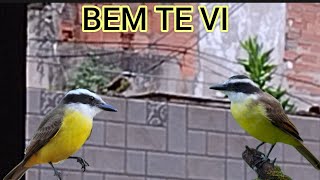 BEM TE VI CANTANDO NA MINHA VARANDA BADERNA DE PÁSSAROS SONGBIRDS PASSERINE CANTO DO BEM TE VI [upl. by Natiha191]