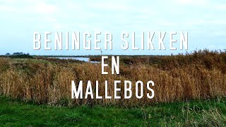 Beningerslikken en Mallebos [upl. by Anikas]