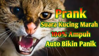 Suara Kucing Marah  Prank Suara Kucing Berantem [upl. by Moyer]