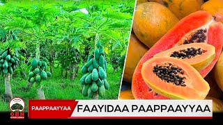 Faayidaa Paappaayyaa [upl. by Ahseekal]