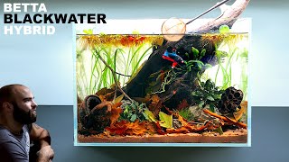 Betta Blackwater Hybrid Tank Planted amp Botanicals Low Tech No Filter Aquascape Tutorial [upl. by Dibru]