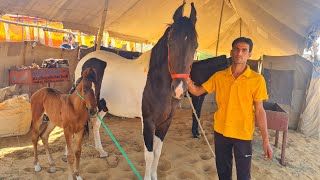 Ablak Mare With Foal at Pushkar Horse Mela 2021 [upl. by Redleh86]