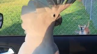 Cockatoo and dogs bark at each other [upl. by Hansel]