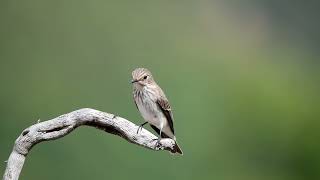 Benekli sinekkapan » Spotted Flycatcher » Muscicapa striata [upl. by Destinee864]