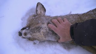 This is How a Lynx Kills  Deadly 60  Series 2  BBC Earth [upl. by Rufina]