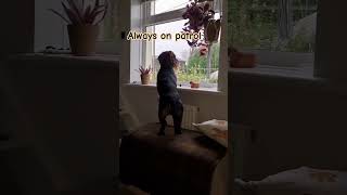 What its like living with a wirehaired dachshund wirehaireddachshund shortsvideo dog teckle [upl. by Phi778]