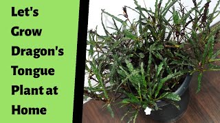 How to Propagate Dragons Tongue Plant  Easy amp Best Method to Grow Hemigraphis Repanda Plant [upl. by Annaillil]