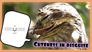 Common Potoo Urutau Song in Sheet Music [upl. by Eslud735]