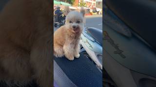 2024 taiwandog youtubeshorts shorts pomapoo Pomeranian [upl. by Ahsaet]