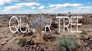 QUIVER TREE  KEETMANSHOOP [upl. by Nirahs]